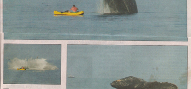 Es ist Buckelwal Zeit auf Hawai’i