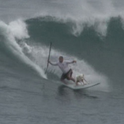 Auch Hunde gehen Surfen