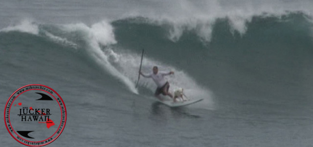 Auch Hunde gehen Surfen