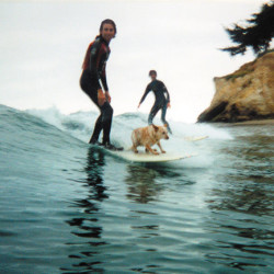 Surf Dog in Santa Barbara